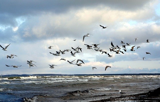 Free download Gulls Swarm Beach -  free photo or picture to be edited with GIMP online image editor