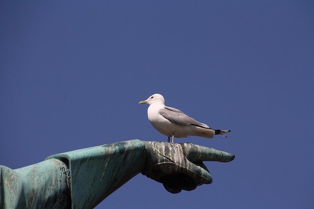 Free download Gull Stockholm Summer -  free photo or picture to be edited with GIMP online image editor