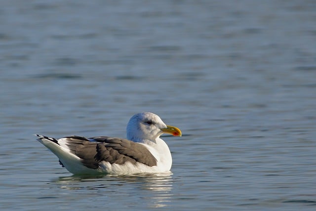 Free download gull water bird baltic sea beak free picture to be edited with GIMP free online image editor