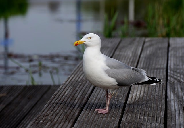 Free download gull water bird nature animal free picture to be edited with GIMP free online image editor