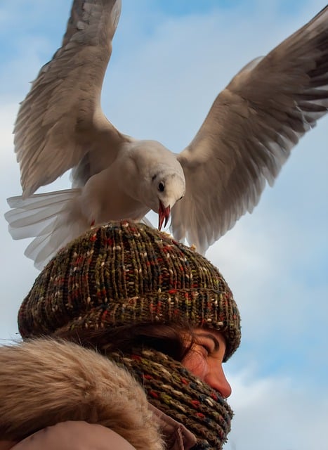 Free download gull woman beanie animal wildlife free picture to be edited with GIMP free online image editor