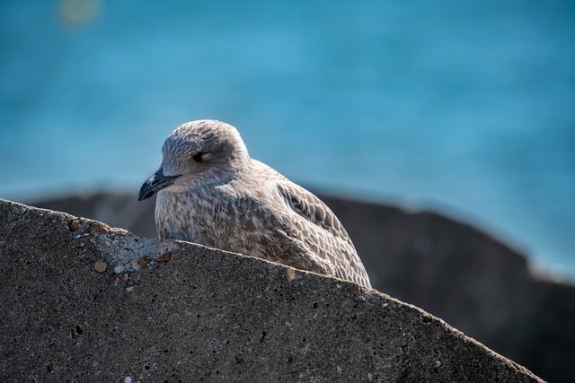 Free download gull young gull brown feathers free picture to be edited with GIMP free online image editor