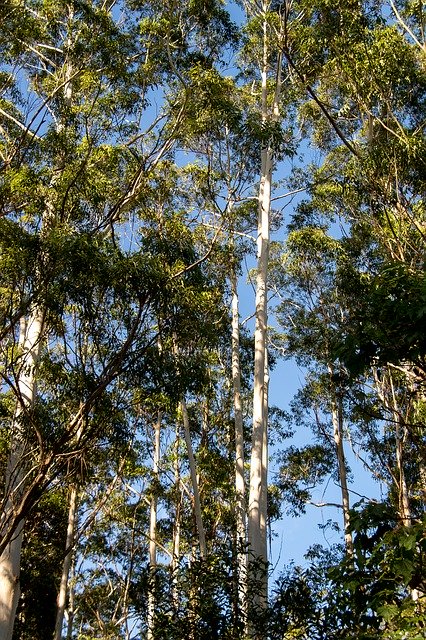 ดาวน์โหลดเทมเพลตรูปภาพฟรี Gum Trees Eucalyptus Grandis เพื่อแก้ไขด้วยโปรแกรมแก้ไขรูปภาพออนไลน์ GIMP