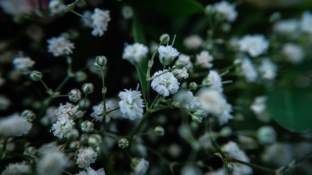 Free download Gypsophila Flowers Nature -  free photo or picture to be edited with GIMP online image editor