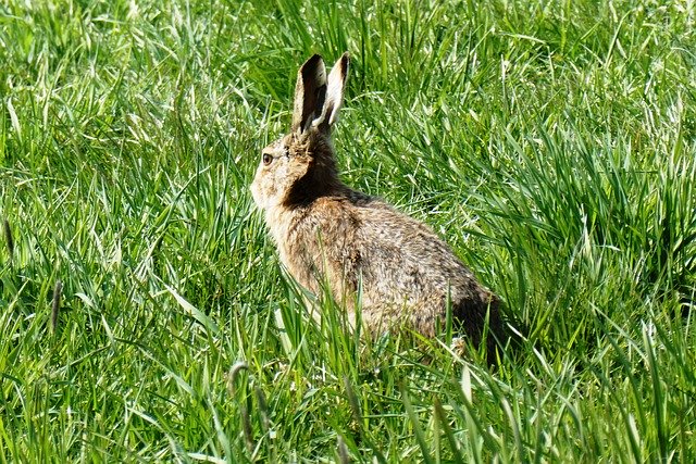 Free download Haas Pasture Grass Long -  free photo or picture to be edited with GIMP online image editor