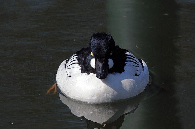 Free download Haddock Duck Water Bird -  free photo or picture to be edited with GIMP online image editor