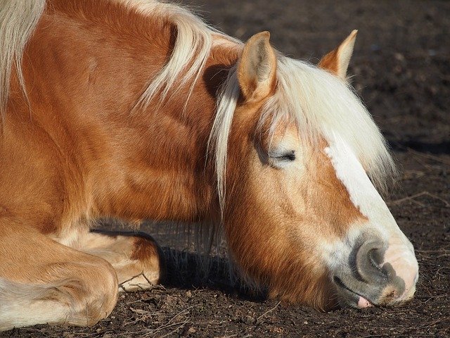 Free download Haflinger Sleep Rest -  free photo or picture to be edited with GIMP online image editor