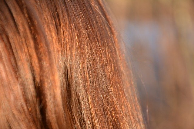 Free download Hair Red Detail -  free photo or picture to be edited with GIMP online image editor