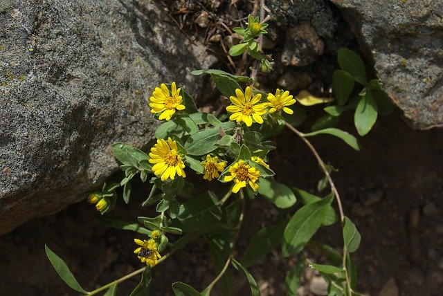 Free download Hairy Falso Golden Aster Rocky -  free photo or picture to be edited with GIMP online image editor