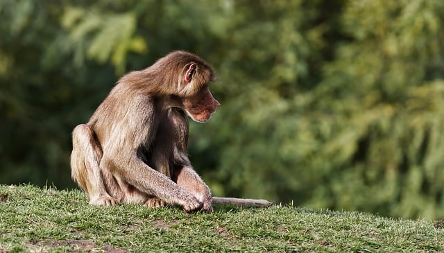 Free download hamadryas baboon papio hamadryas free picture to be edited with GIMP free online image editor