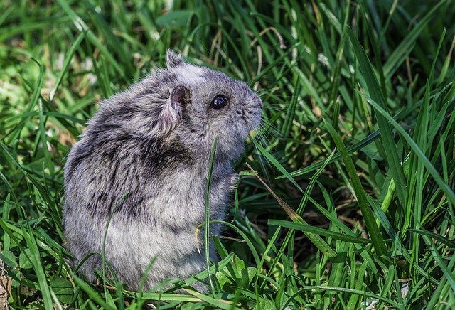 تنزيل Hamster Rodent Animal - صورة مجانية أو صورة مجانية ليتم تحريرها باستخدام محرر الصور عبر الإنترنت GIMP