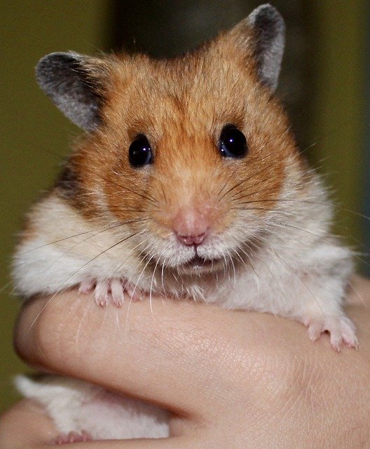 Free download hamster rodent pet animal free picture to be edited with GIMP free online image editor