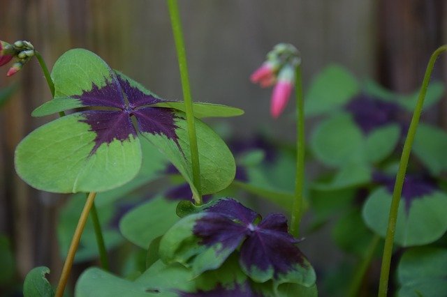 Free download happiness four leaf clover nature free picture to be edited with GIMP free online image editor