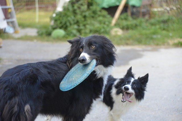 Free download Happy Dog Frisbee -  free photo or picture to be edited with GIMP online image editor