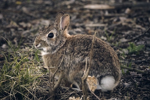 Free download hare bunny easter rodent cute free picture to be edited with GIMP free online image editor