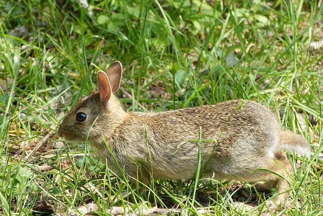 Free download hare bunny rabbit animal cute free picture to be edited with GIMP free online image editor