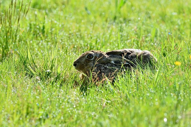 Free download hare grass prairie animal wildlife free picture to be edited with GIMP free online image editor