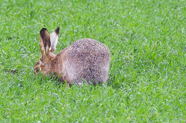 Free download Hare Long Eared Nature -  free photo or picture to be edited with GIMP online image editor