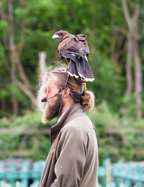 Free download Harris Hawk On Mans Head -  free photo or picture to be edited with GIMP online image editor
