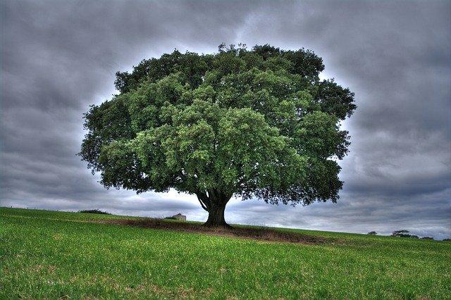 Free download Harting Down Hdr Tree Stormy -  free photo or picture to be edited with GIMP online image editor