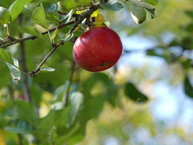 Free download Harvest Apple Fruit -  free photo or picture to be edited with GIMP online image editor