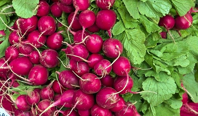 Free download Harvested Radishes Fresh -  free photo or picture to be edited with GIMP online image editor