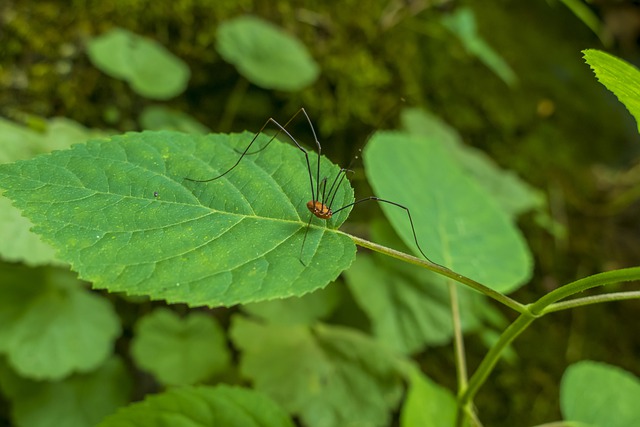 Free download harvestman arachnid insect bug free picture to be edited with GIMP free online image editor