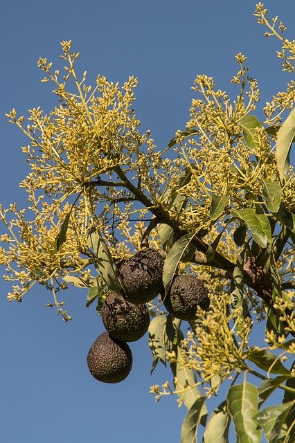 Free download Hass Avocado Blossom Flowers -  free photo or picture to be edited with GIMP online image editor