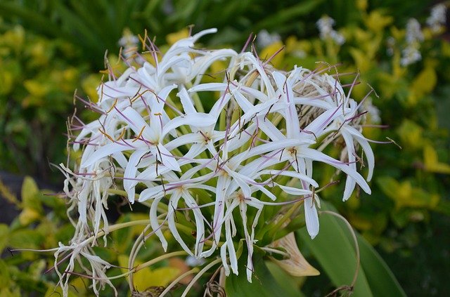 Free download Hawaiian Flower White Oahu -  free photo or picture to be edited with GIMP online image editor