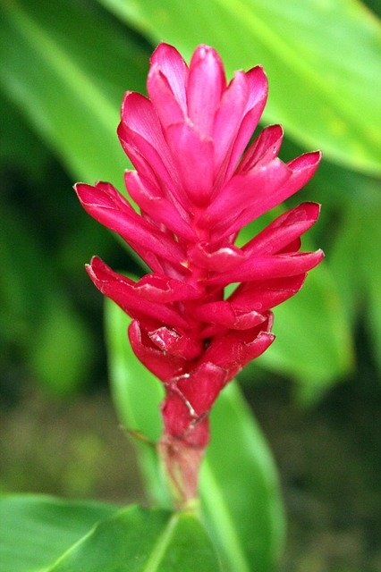 Free download Hawaiian Pink Ginger -  free photo or picture to be edited with GIMP online image editor