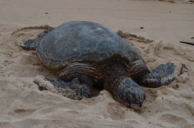 Free download Hawaiian Turtle Full Marine -  free photo or picture to be edited with GIMP online image editor