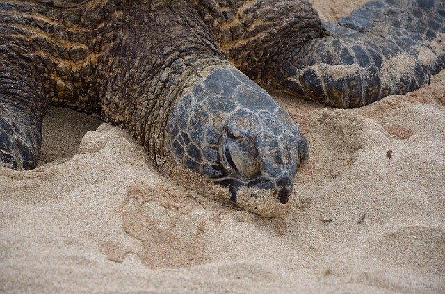 Free download Hawaiian Turtle Marine -  free photo or picture to be edited with GIMP online image editor