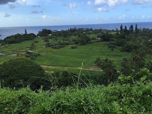 Free download Hawaii Grass -  free photo or picture to be edited with GIMP online image editor