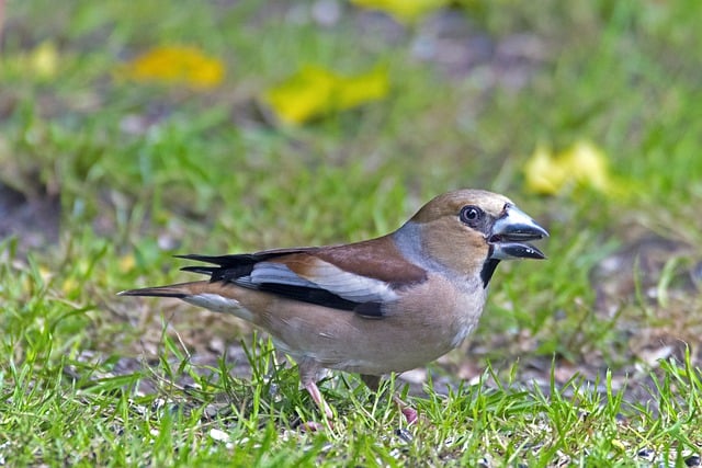 Free download hawfinch bird perched animal free picture to be edited with GIMP free online image editor