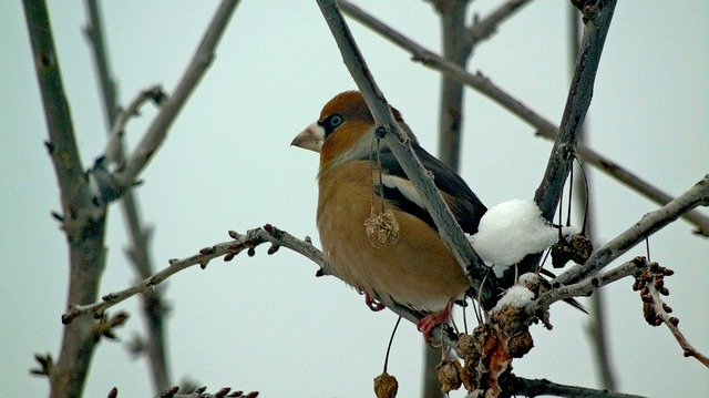 Free download Hawfinch Bird Winter -  free photo or picture to be edited with GIMP online image editor