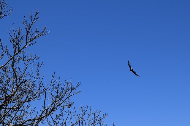 Free download Hawk Mountains Raptor -  free photo or picture to be edited with GIMP online image editor