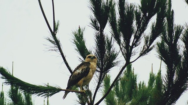 Free download Hawk Nature Bird -  free photo or picture to be edited with GIMP online image editor