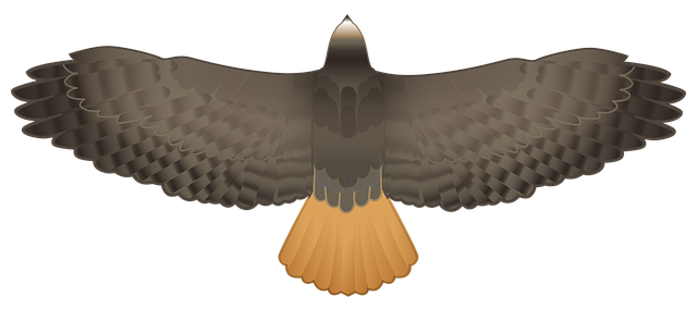 Free download Hawk Predator Falcon -  free illustration to be edited with GIMP free online image editor