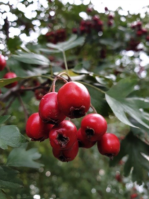 Free download Hawthorn Crataegus The Fruit Of -  free photo or picture to be edited with GIMP online image editor