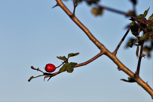 Free download Hawthorne Red Berry Branches -  free photo or picture to be edited with GIMP online image editor