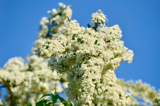 Free download Hawthorn Flowers Bush -  free photo or picture to be edited with GIMP online image editor