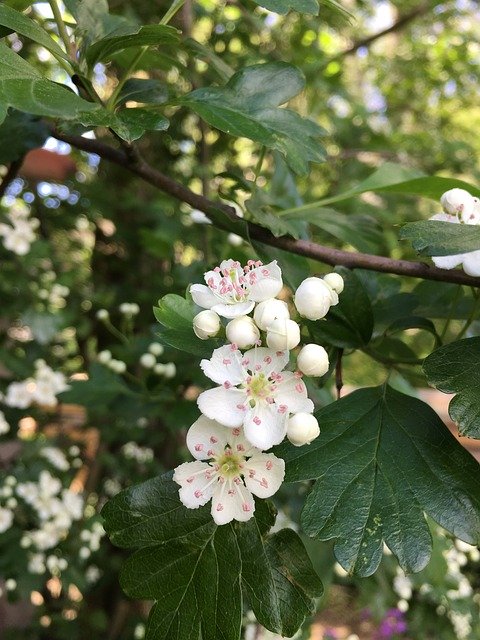 Free download Hawthorn Heart Nature -  free photo or picture to be edited with GIMP online image editor