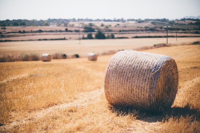 Free download hay bales agriculture mallorca free picture to be edited with GIMP free online image editor