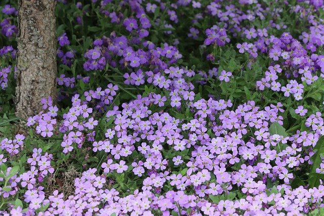 Free download Hayes Aubretia Flower -  free photo or picture to be edited with GIMP online image editor