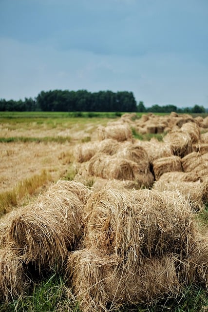 Free download hay field harvest paddy field free picture to be edited with GIMP free online image editor