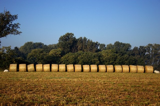 Free download Hay Fields Agriculture -  free photo or picture to be edited with GIMP online image editor