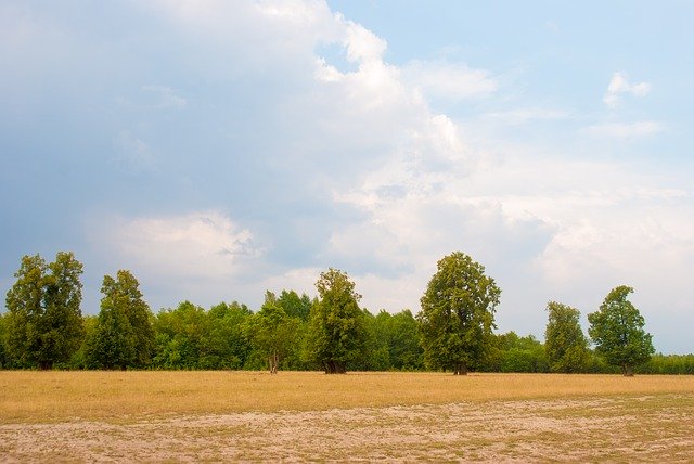 Free download Hay Trees Summer free photo template to be edited with GIMP online image editor