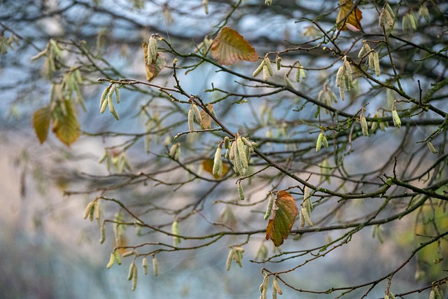 Free download hazel bush leaves autumn free picture to be edited with GIMP free online image editor