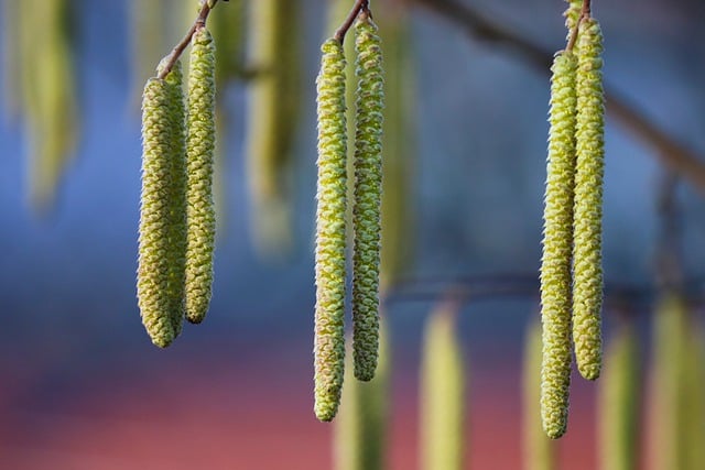 Free download hazel catkins flowers tree branch free picture to be edited with GIMP free online image editor