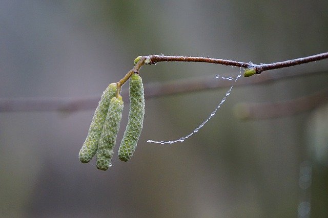 Free download Hazel Flower Beaded Branch -  free photo or picture to be edited with GIMP online image editor